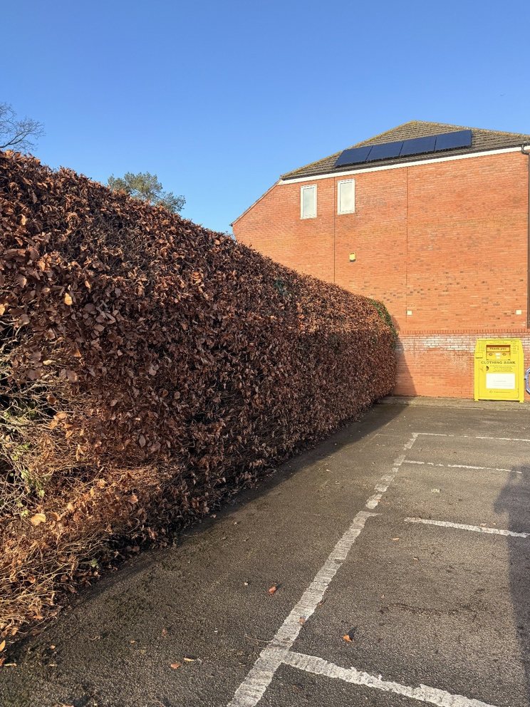 The same beech hedge in Bilton, Rugby, trimmed straight and neat, with the car park edge clear