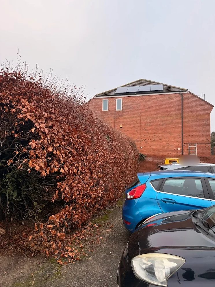Overgrown beech hedge spreading out over the edge of a car park in Bilton, Rugby, before trimming