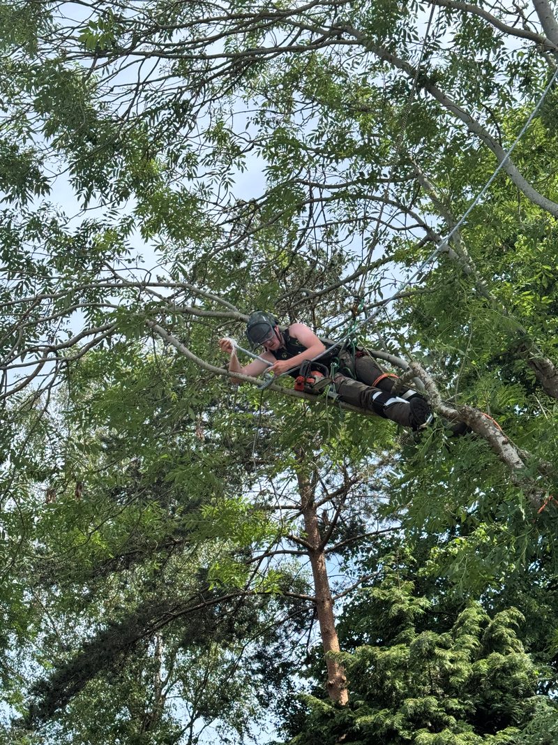 Branchard tree surgeon climbing in a tree canopy