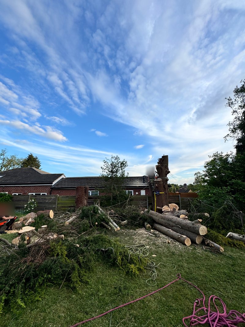 Conifers being felled in a garden in Overslade, Rugby, with the trunks cut into logs on the lawn and a climber taking down the last tall section
