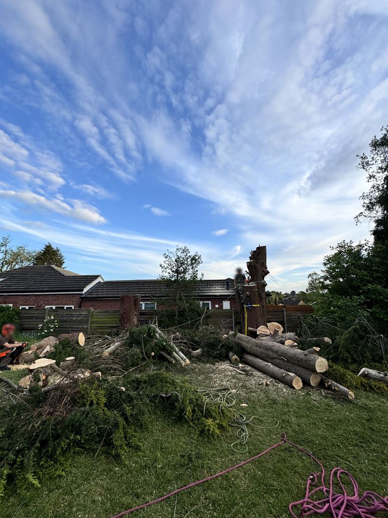 After: the conifer crowns gone, with the trunks cut into logs and stacked on the lawn and a climber taking down the last tall trunk section, Overslade, Rugby