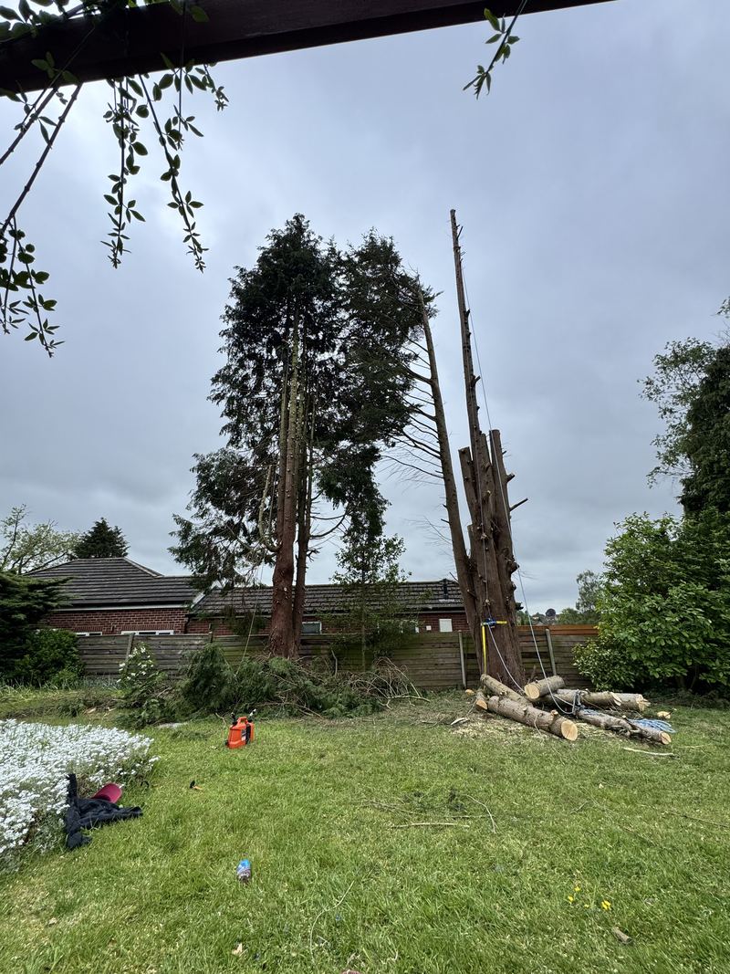 Work under way on a group of tall conifers at the back of a garden: one has had its branches removed, the others are still at full height, Overslade, Rugby