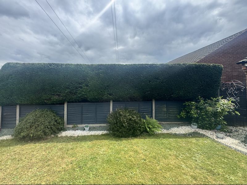 After: a straight-on view of the same conifer hedge, trimmed to a flat top and straight, even sides above the grey panel fence, with the lawn and gravel clear of clippings, Hillmorton, Rugby