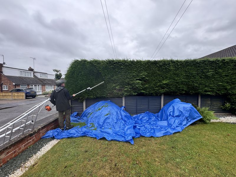 Work under way: a tall conifer hedge above a grey panel fence being trimmed with a long-reach hedge trimmer, with a blue sheet laid on the lawn to catch the clippings, Hillmorton, Rugby