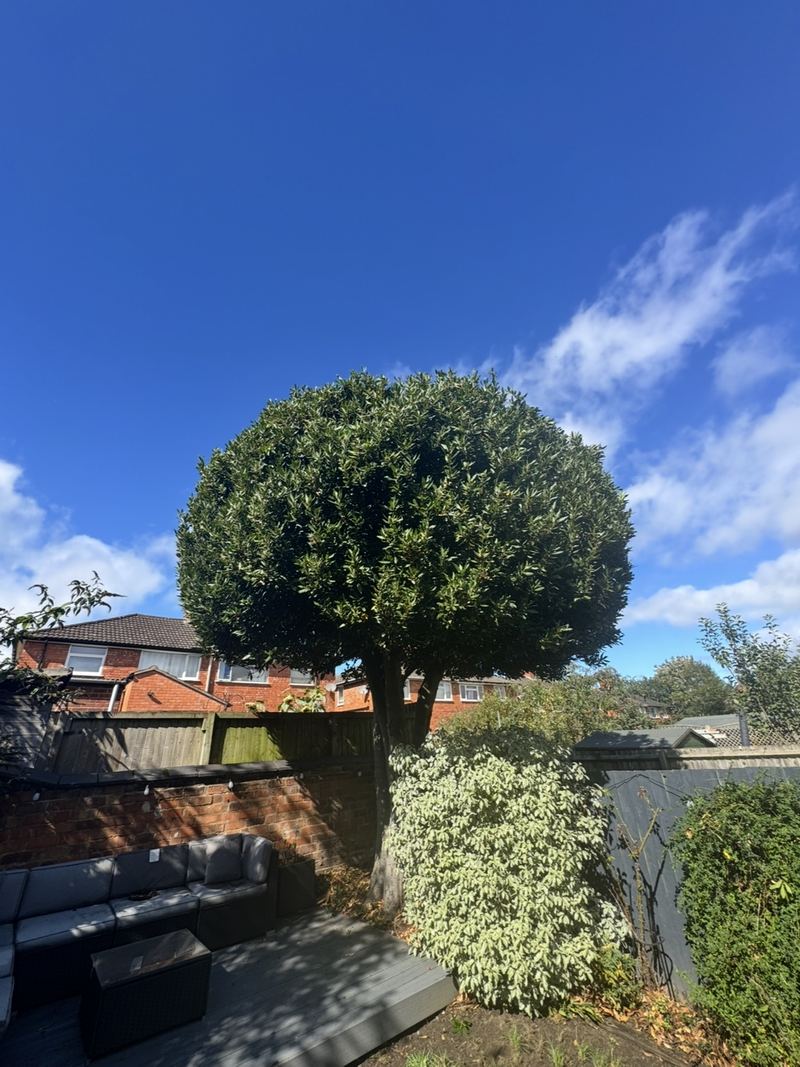 After: the same tree following a crown reduction, now with a smaller, rounded crown above the garden seating area, Rugby town centre