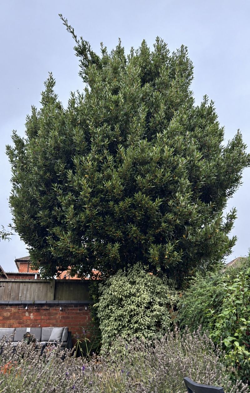 Before: a tall, overgrown tree with a dense, uneven crown at the back of a garden, behind a seating area, Rugby town centre