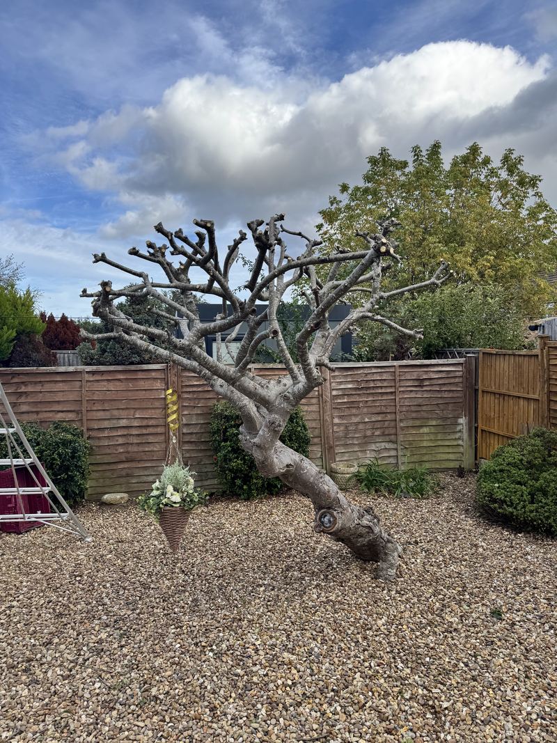 After: the same fruit tree with its crown cut back to a framework of short main branches above its leaning trunk, Bilton, Rugby