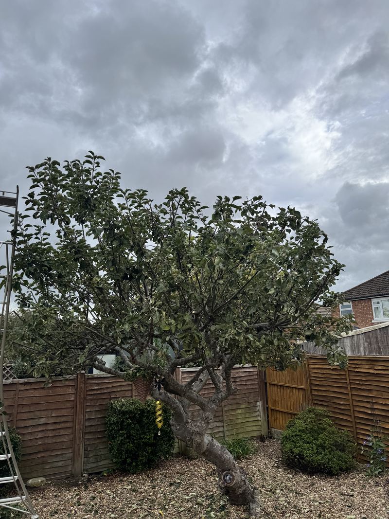 Before: a fruit tree with a wide, dense crown of leafy branches over a gravel garden, in front of a wooden fence, Bilton, Rugby