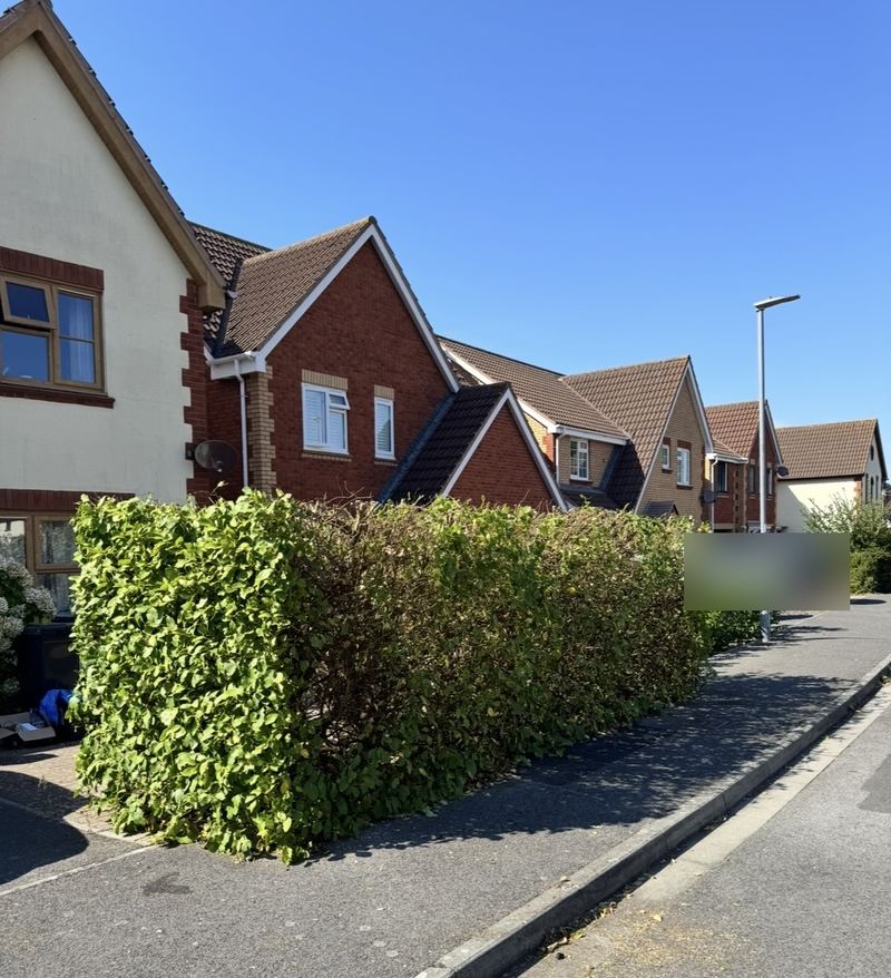 After: the hedge cut down to a lower height and shaped into a neat, squared-off line along the pavement
