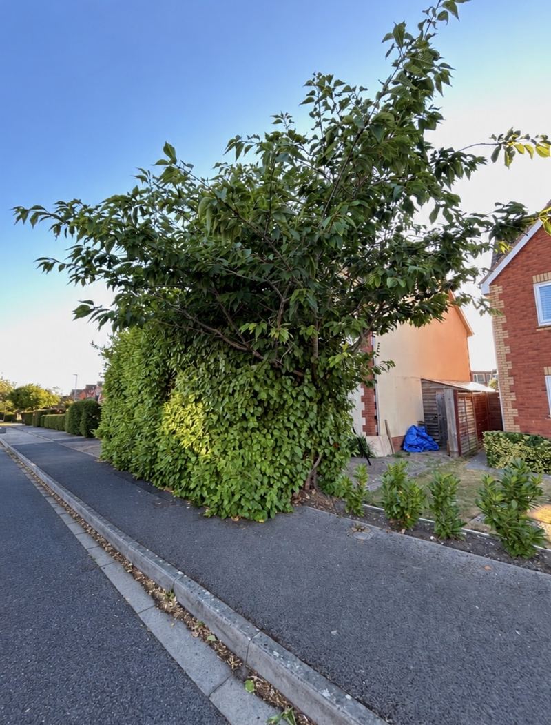 Before: a tall, overgrown hedge beside a pavement, with leafy growth spreading out above the top