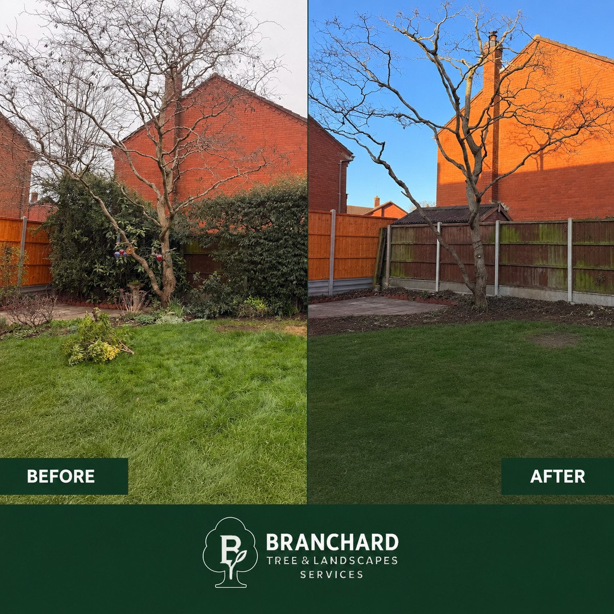 Tree shaping before and after