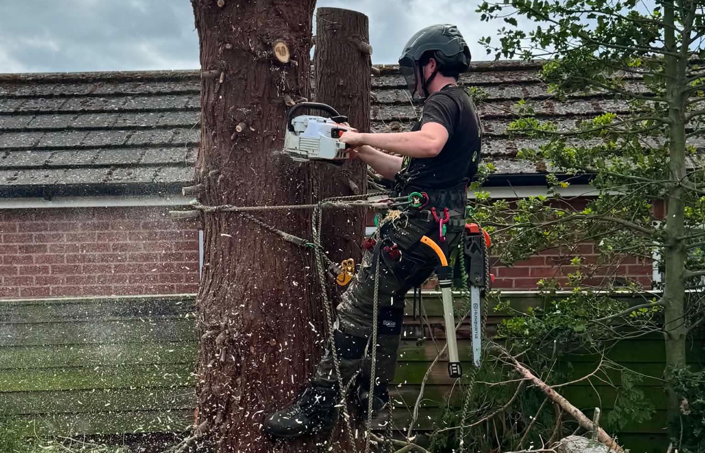Tree removal in progress